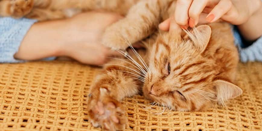 貓耳蟎-洗耳水-預防貓耳蟎-PetChill洗耳水推薦-PetChill寵物用品店