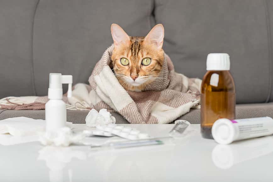  貓 打噴嚏 - 貓感冒症狀 - 貓打噴嚏精神好 - PetChill 寵物用品店