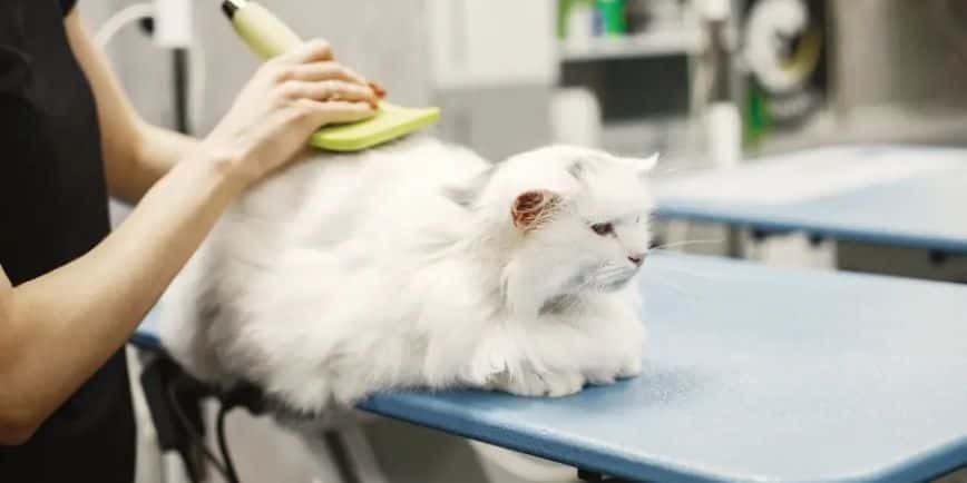 貓蝨防治 - 產品推薦 - 貓蝨如何處理 - 貓蝨藥 - PetChill