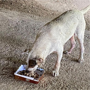 Barang-barang haiwan peliharaan Makanan kucing, pasir kucing, makanan anjing, tikar anjing - harga murah dan lengkap - Sukarelawan kucing dan anjing, kucing dan anjing liar 3