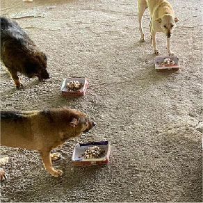 Barang-barang haiwan peliharaan Makanan kucing, pasir kucing, makanan anjing, tikar anjing - harga murah dan lengkap - Sukarelawan kucing dan anjing, kucing dan anjing liar 4